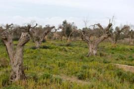 La región Valona detiene la bacteria destructora de los olivos sin pesticida